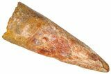 Fossil Spinosaurus Tooth - Real Dinosaur Tooth #368152-1